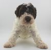 Lagotto Welpe abzugeben Kassel Göttingen Lüneburger Heide Züchter braunschimmel