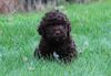Lagotto Romagnolo kaufen Züchter mit Welpen