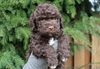 Lagotto Romagnolo kaufen Züchter mit Welpen