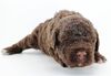 Lagotto Welpe abzugeben Kassel Göttingen Lüneburger Heide Züchter braunschimmel