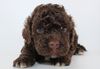 Lagotto Welpe abzugeben Kassel Göttingen Lüneburger Heide Züchter braunschimmel