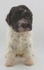 Lagotto Welpe abzugeben Kassel Göttingen Lüneburger Heide Züchter braunschimmel