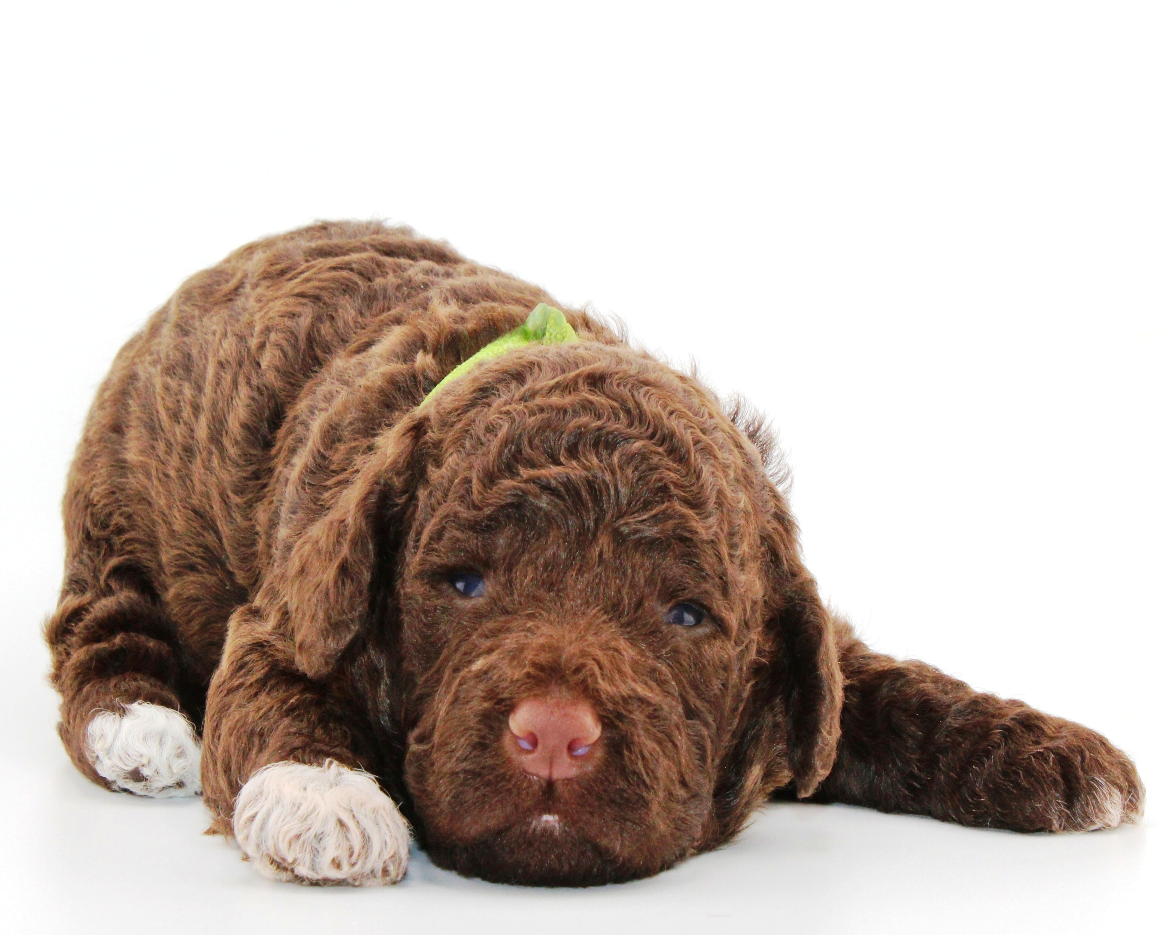 Trüffelhund kaufen Allergikerhund nicht haarender Hund Rassehund Trüffelsuchhund Trüffelhund Familienhund