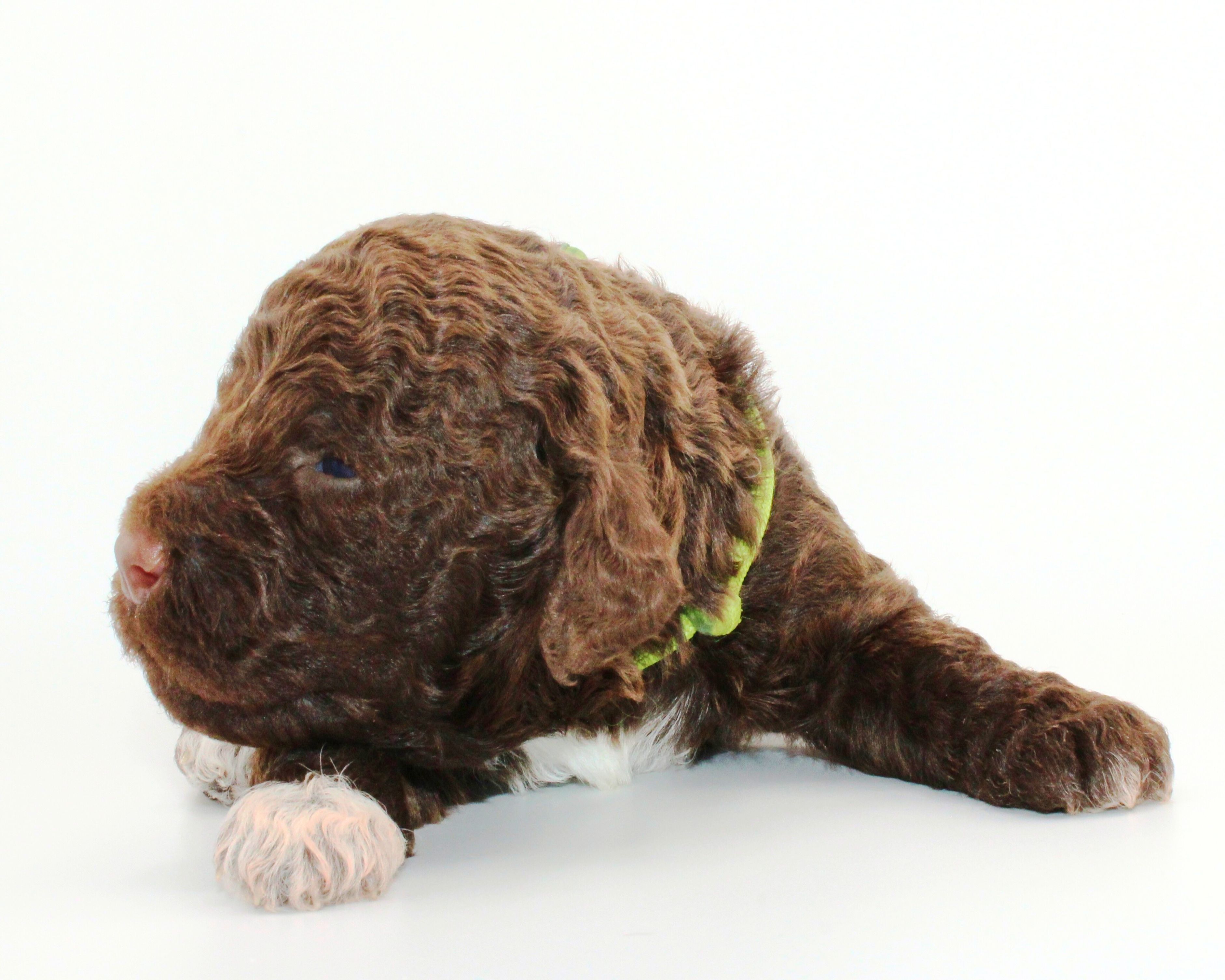 italienischer Wasserhund Hund mit Locken Lagotto Romagnolo Welpe vom Züchter Hobbyzucht Trüffelhund Hannover Deutschland Peine Kassel Hamburg Seevetal Lüneburg Wasserhund nicht haarender Hund Allergikerhund nicht haarender Hund Rassehund Trüffelsuchhund Trüffelhund Familienhund