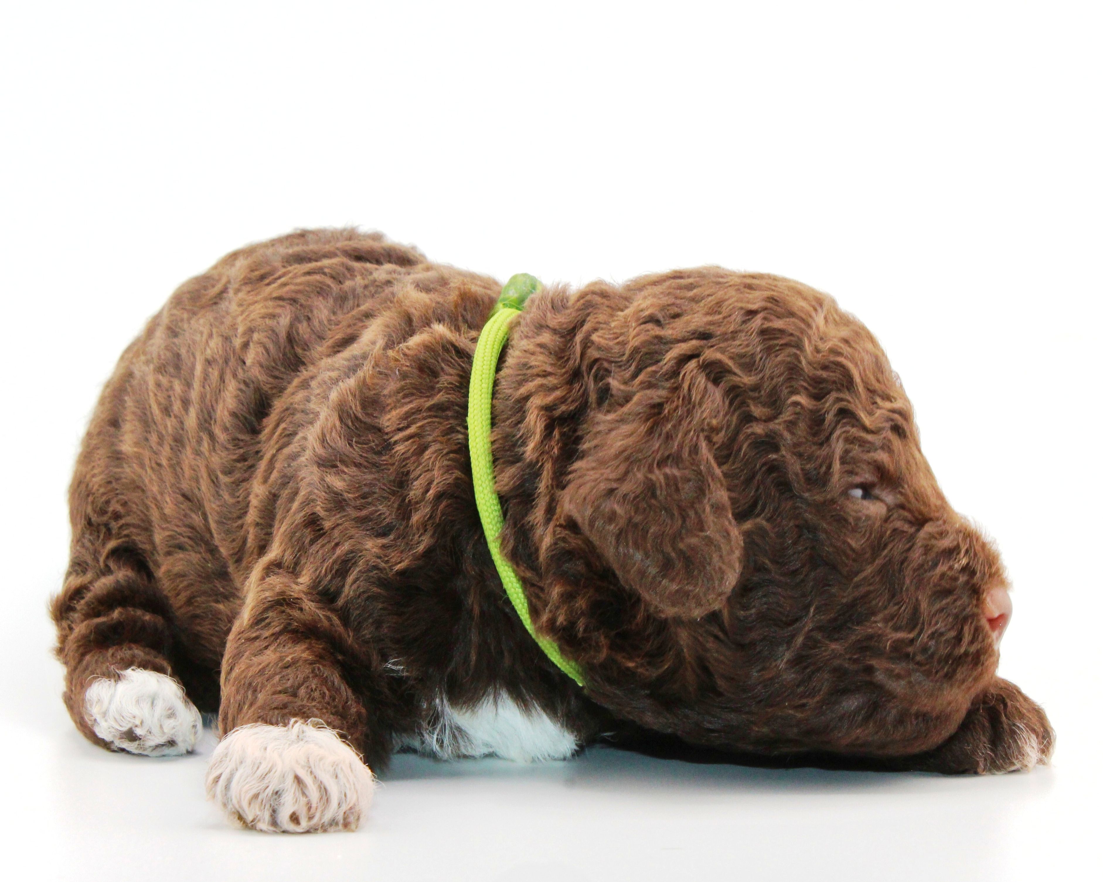 Familienhund nicht haarend wie Doodle Lagotto Welpe abzugeben Kassel Göttingen Lüneburger Heide Züchter braunschimmel