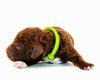 Lagotto Romagnolo Welpen vom Züchter Deutschland Rüde Wasserhund Doodle sucht neues zu Hause ab sofort Familienhund