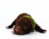 Lagotto Romagnolo Welpen Rüde frei Lagotto Welpe
