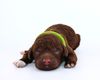 Züchter Lagotto Romagnolo Welpe Hobbyzucht Braunschweig Hannover Magdeburg Halle Leipzig celle Lüneburg Buchholz Seevetal Rüde Wasserhund Doodle sucht neues zu Hause ab sofort Familienhund