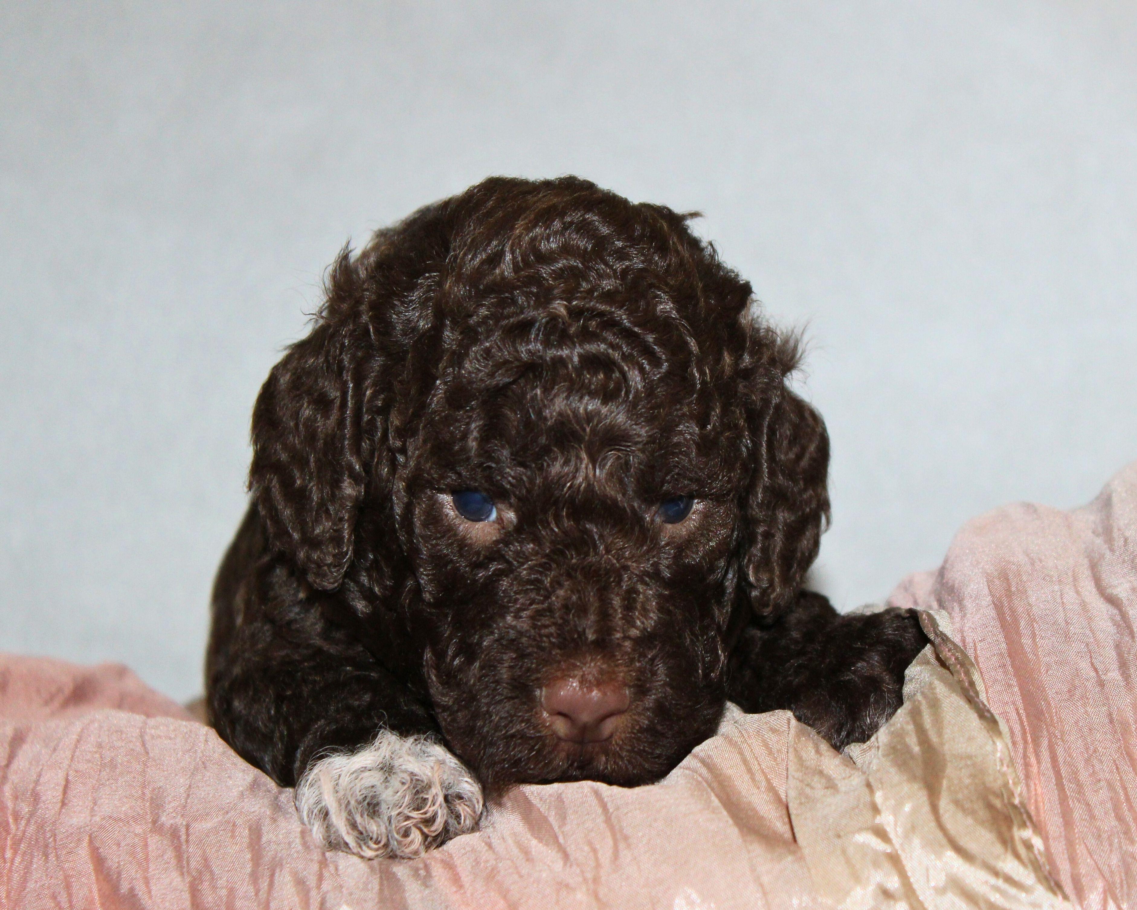 Lagotto Romagnolo Welpen Trüffelhund vom Züchter