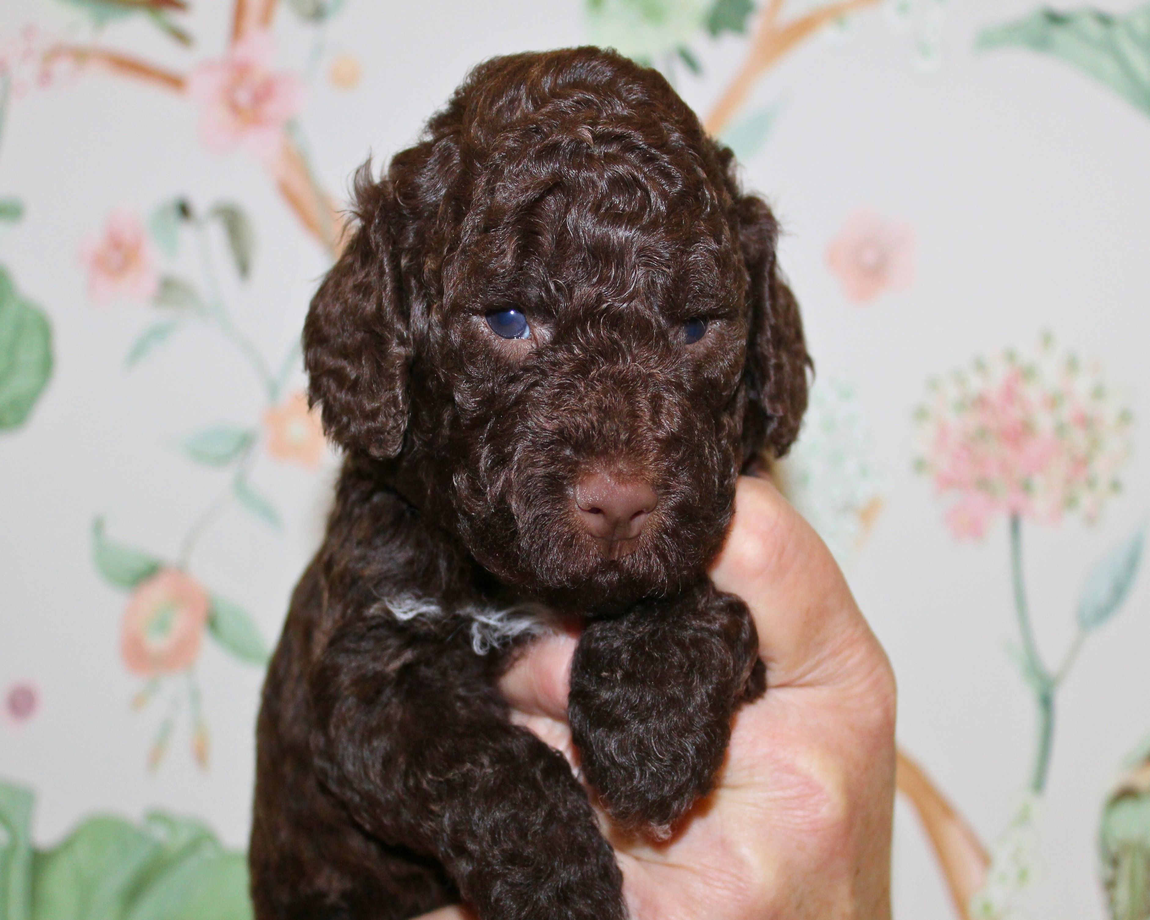 Züchter Lagotto Romagnolo Welpe Hobbyzucht Braunschweig Hannover Magdeburg Halle Leipzig celle Lüneburg Buchholz Seevetal Familienhund Pudel Doodle