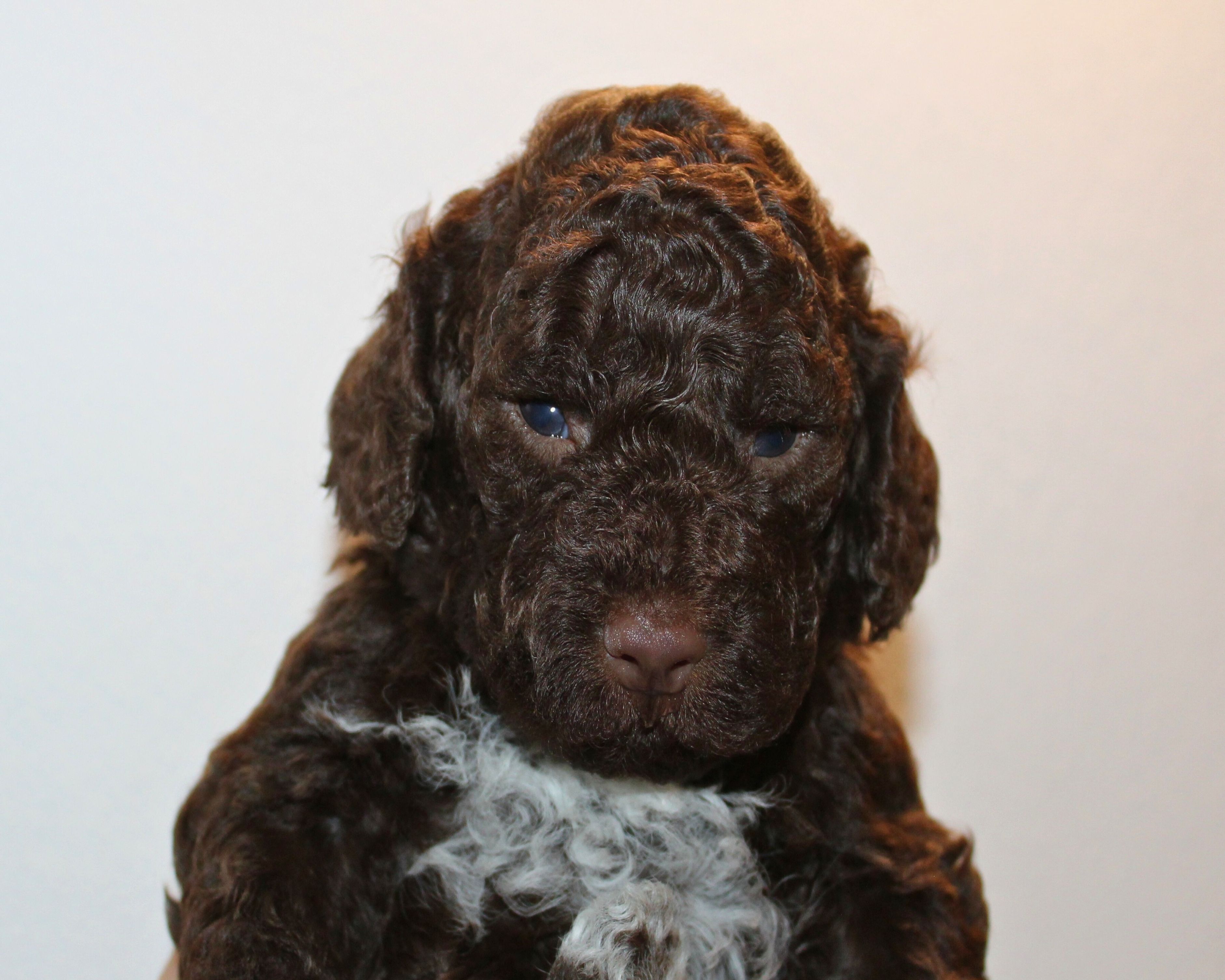 Lagotto Romagnolo Welpe Hobbyzucht Züchter Schleswig Holstein Trüffelhund Deutschland Nordrhein Westfalen Wasserhund nicht haarender Hund Familienhund vom Züchter Pudel kleiner Hund perfekt für Kinder