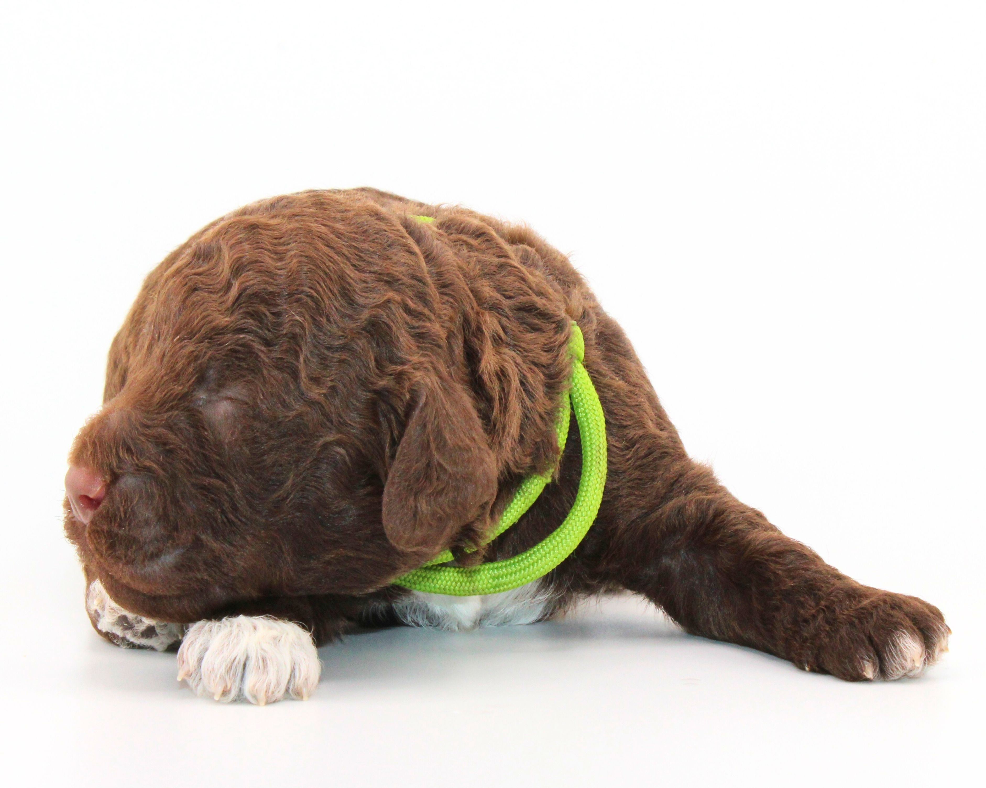 Lagotto Romagnolo Züchter für Rettungshunde Schulbegleithund TherapiehundLebensretter Lagotto  Welpenplanung Lagotto braun orange Welpe abzugeben