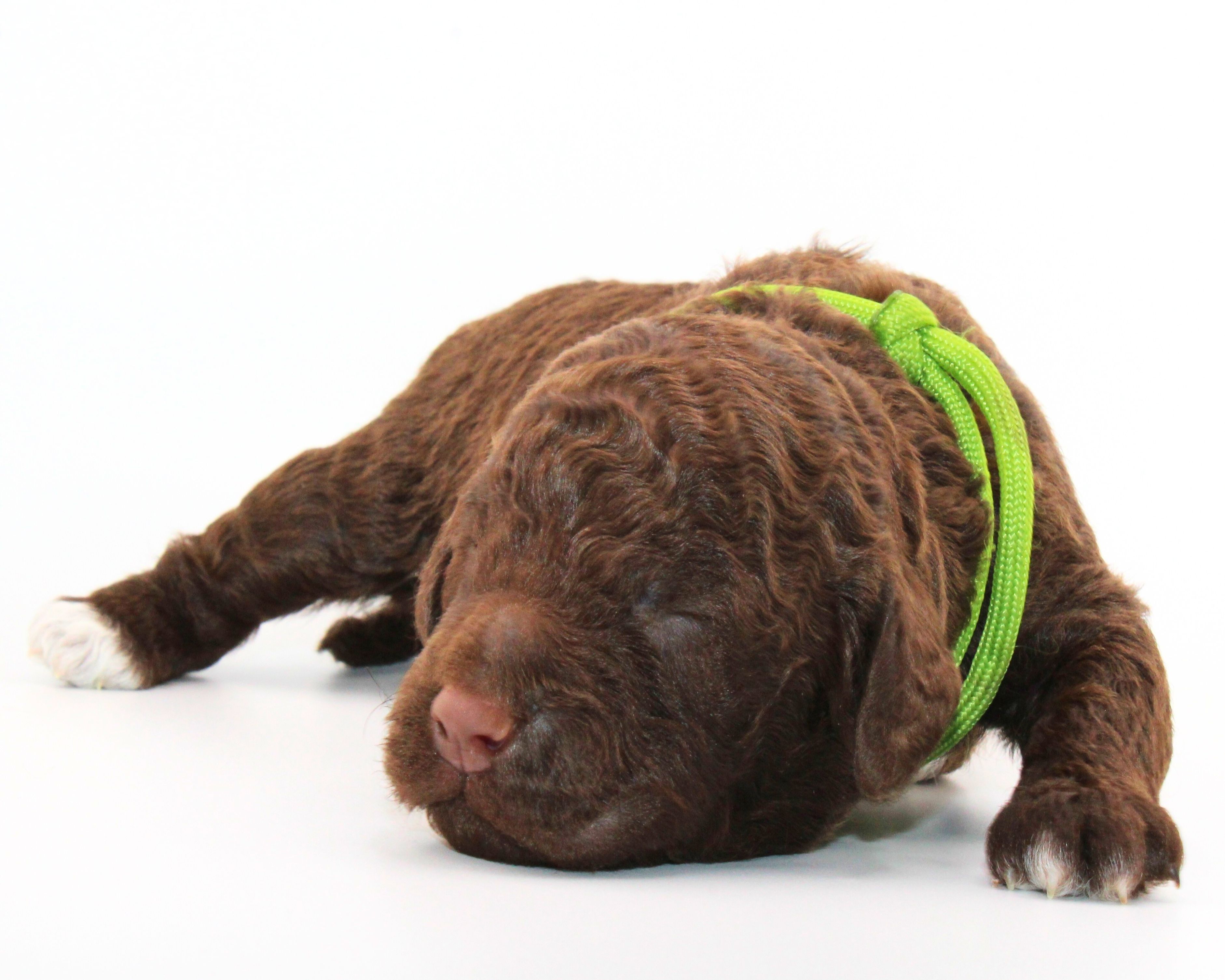 Lagotto Romagnolo Welpen  Welpenplanung Lagotto braun orange Welpe abzugeben