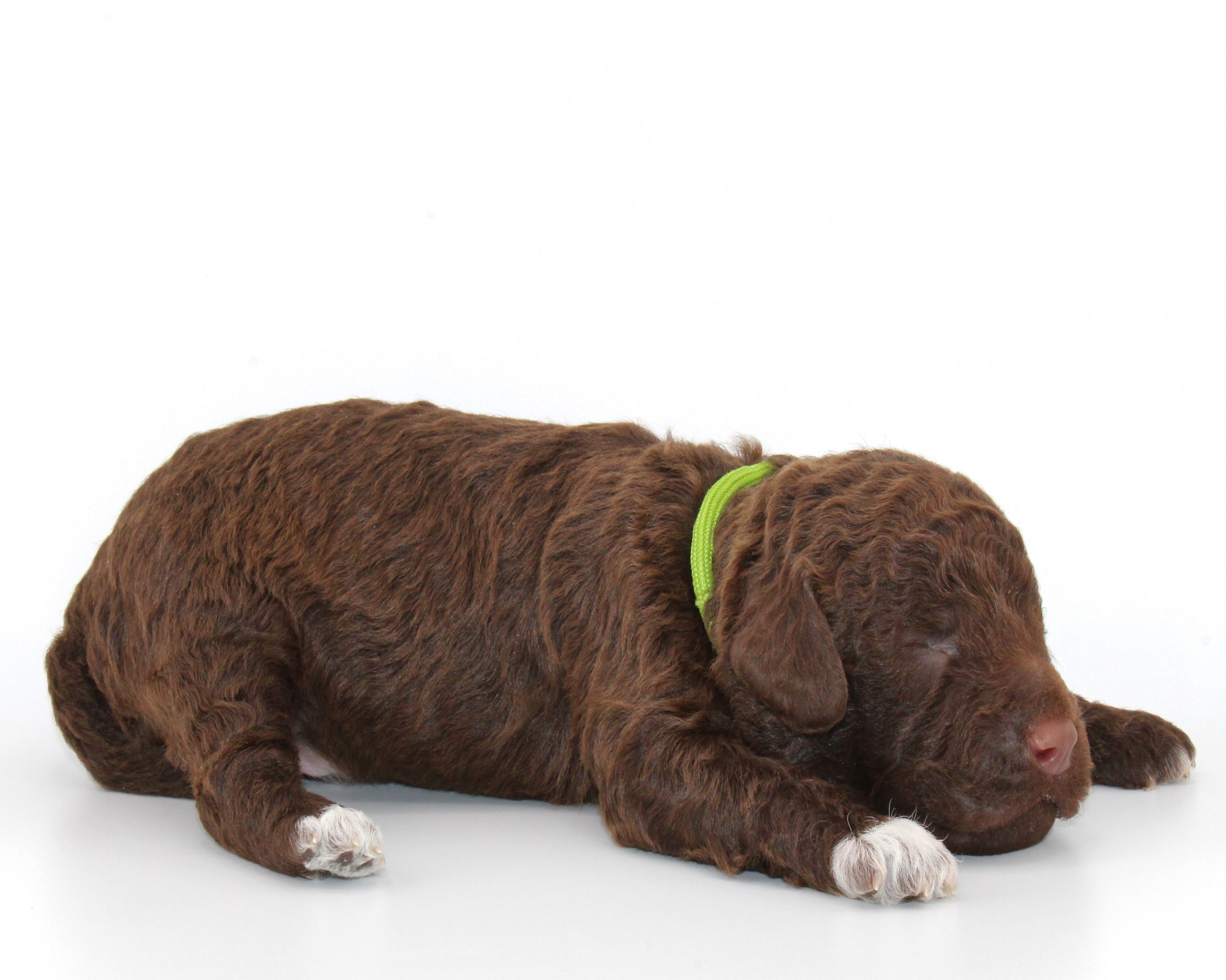 Lagotto Romagnolo Welpe Hobbyzucht Züchter Schleswig Holstein Trüffelhund Deutschland Nordrhein Westfalen  Wasserhund nicht haarender Hund  Familienhund Hund für Kinder Doodle sieht aus wie Pudel