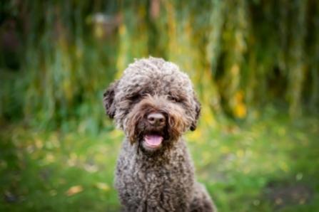 Lagotto Züchter 