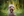 Welpen Lagotto Romagnolo