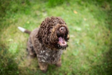 Lagotto Züchter