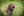 Lagotto Züchter