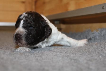 Lagotto Züchter 