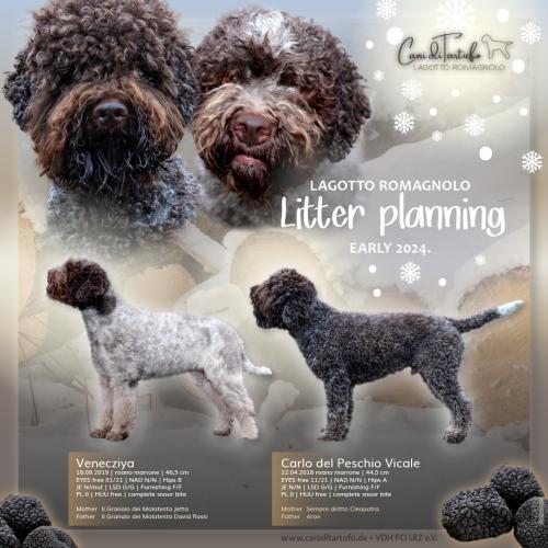 Welpenabgabe 04/24 Lagotto VDH Zucht Show Trüffelhund
