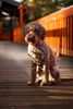 perfekter Hund für Rettungshundestaffel Ausbildung zum Spürhund Therapiehund