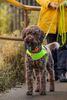Kopfarbeit für Lagotto Mantrailing Trainingsmöglichkeit 