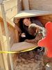 perfekter Hund für Rettungshundestaffel Ausbildung zum Spürhund Therapiehund Assistenzhund