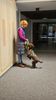 perfekter Hund für Rettungshundestaffel Ausbildung zum Spürhund Therapiehund Assistenzhund