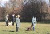 sinnvolle Beschäftgung für Welpen Lagotto