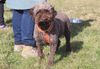 Lagotto Romagnolo sinnvolle Beschäftgung
