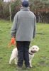 Lagotto Romagnolo Welpentraining