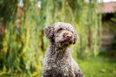 Lagotto Züchter