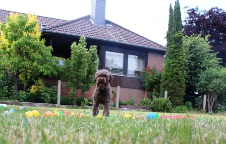 Lagotto Romagnolo älter abzugeben 