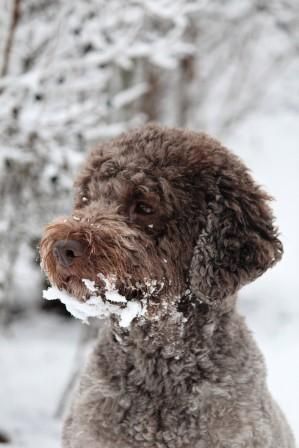 Dog Stud Lagotto Romagnolo Breeder 