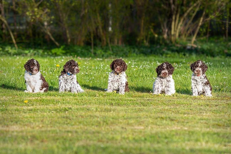 Lagotto Züchter Canidifortuna Welpen 2021