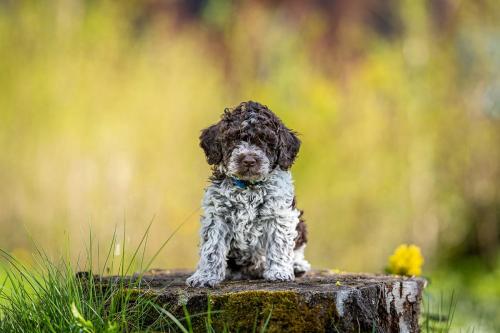 CANIDIFORTUND Lagotto roano marrone braunschimmel 2021