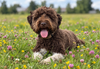 Lagotto Romagnolo Norddeutschland Hobbyzucht Welpen Zucht Welpen braun Lagotti Trüffelhund Wasserhund Niedersachsen