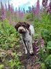 Lagotto Romagnolo Trainingsmöglichkeiten Erziehung Lagotto Hundeseminar
