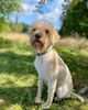 perfekter Hund für Rettungshundestaffel Ausbildung zum Spürhund Therapiehund Assistenzhund