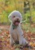 Lagotto Welpe abzugeben Kassel Göttingen Lüneburger Heide Züchter braunschimmel