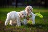 Lagotto Welpen aktuell Lagotto Romagnolo Züchter Deutschland NRW abzugeben