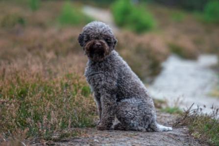 Waterhound Lagotto Puppys