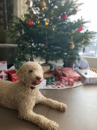 Welpen Lagotto Romagnolo