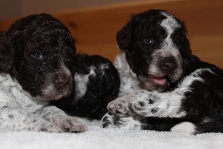 Lagotto Züchter Canidifortuna 