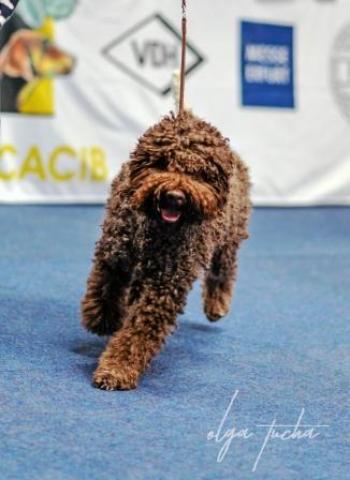 Dog Stud Lagotto Romagnolo FCI roano marrone