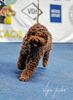 Dog Stud Lagotto Romagnolo FCI roano marrone