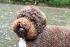 Cani Di Fortuna Breeder Lagotto
