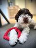 Familienhund für Kinder nicht haarend Assistenzhund Therapiehund 
