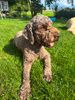 Züchter Lagotto Romagnolo Welpe Hobbyzucht Hannover Rassehund Hannover Allergikerhund Trüffelhund