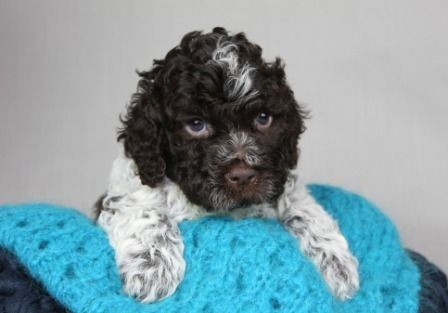 Cani di Tartufo Lagotto Welpen aktuell Germany